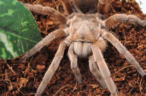 bird eating tarantula  stock photo public domain pictures