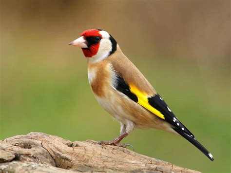 European Goldfinch Bird Facts (Carduelis carduelis) | Birdfact