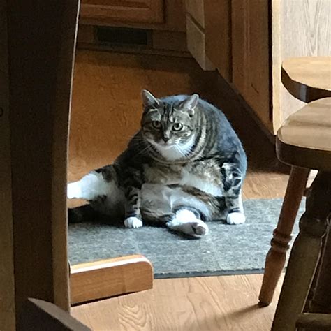 4174 best Fat Cats images on Pholder | Frugal Jerk, Ffxiv and Fatcats