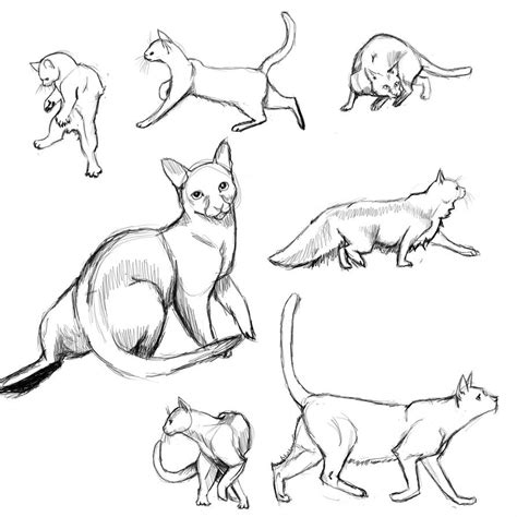 Cat Drawing Poses at PaintingValley.com | Explore collection of Cat ...