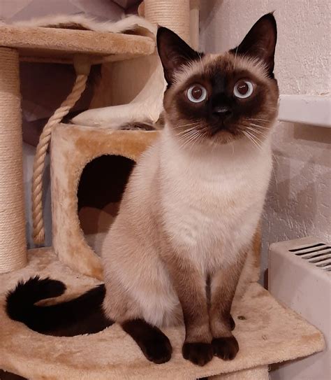 New Cat Breeds 2022 [Top 10 Championship Level + 4 Experimental]