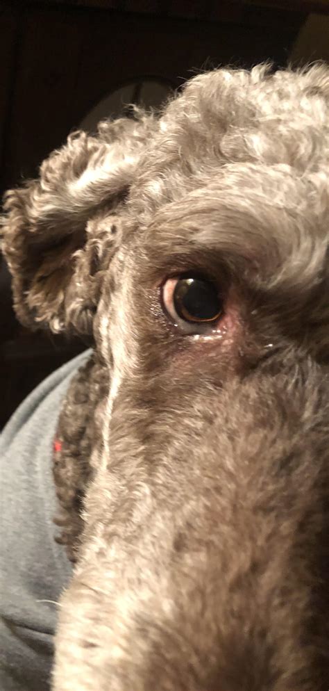 Anyone else’s poodle have these problems? : r/poodles