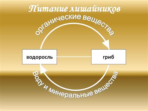 Лишайники (7 класс) - Презентации по биологии