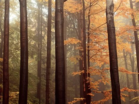 14 amazing places to see the autumn leaves in Europe