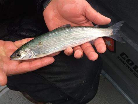 A Fish Called Cisco » CurrentCast Radio Program and Podcast