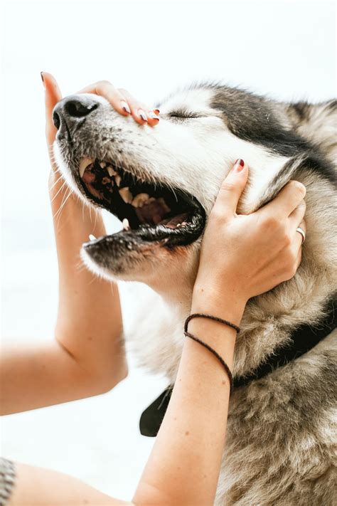dog sneezing home remedy 2