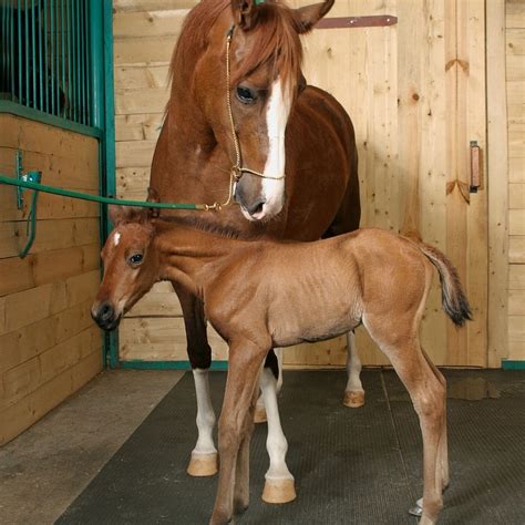 mare  foal  randy stambaugh blog