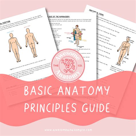 basic anatomy principles guide  awesome anatomy company