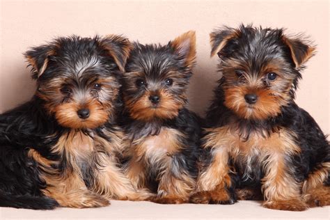 Yorkie Puppies For Sale In Georgia Under 1000