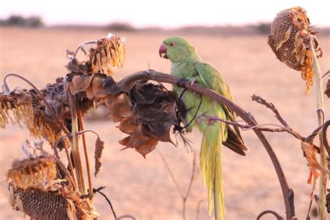 Palestinians capture dora parrots during their migration – Middle East