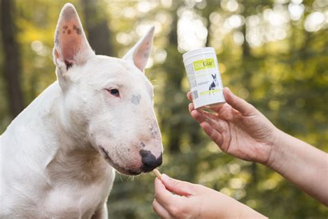 Ce cunoasteti despre Giardia ? | SaraDog Blog