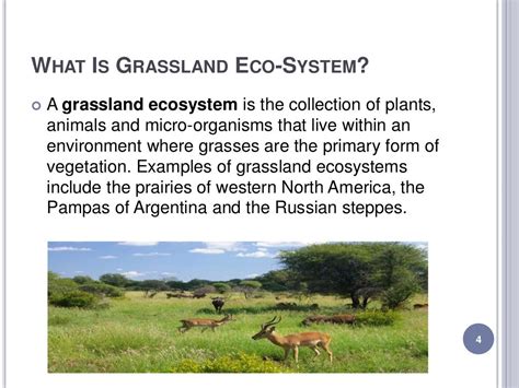 Grassland Ecosystem