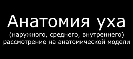 Перепончатый лабиринт. Строение перепончатого лабиринта.