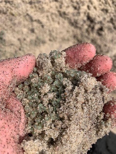 Sand Crabs Eggs Female Discoplax Hirtipes Crab Releasing Eggs During