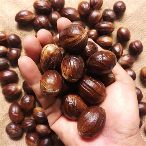 jual buah pala kgbiji pala shopee indonesia