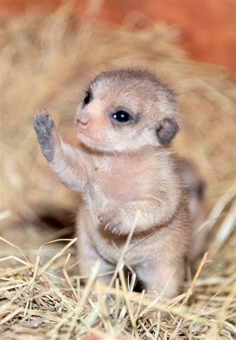 Cutest Baby Animals In The World