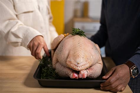 Domesticated Turkey Photos, Download The BEST Free Domesticated Turkey ...