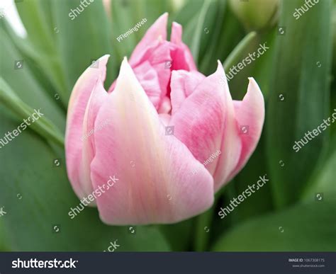 Closeup Tulip Peach Blossom Flower Stock Photo 1067308175 | Shutterstock