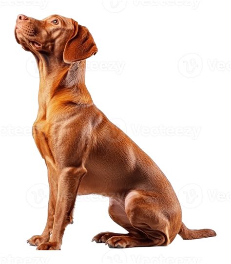 Chocolate labrador retriever in a relaxed pose 53291769 PNG