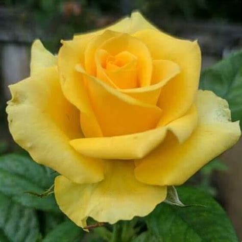 Роза Марко Поло/ Rose Marco Polo
