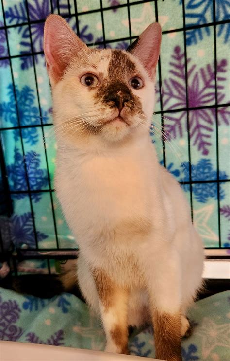 Cat adoption in Phoenix, AZ 85027: Snowshoe / Mixed (short coat) Cat "Dove"