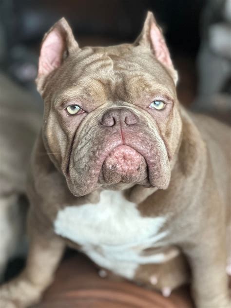 Exotic Bully dogs on the rise in UK with tiny sibling of the XL Bully