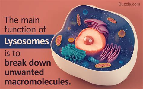 Functions of Lysosomes | Macromolecules, Plant cell, Cells project