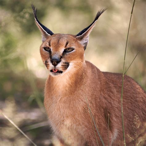 Kenya Wildlife Animals