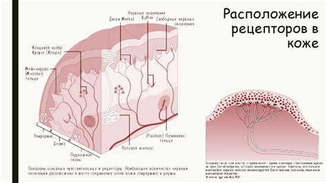 Рецепторы кожи - online presentation