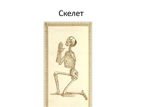 Скелет. Функции скелета - презентация онлайн