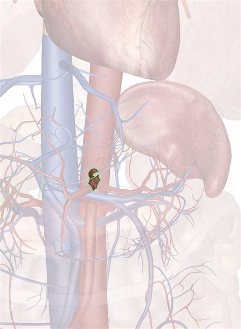 The Celiac Artery: Anatomy and 3D Illustrations