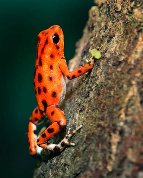 1,000+ Best Frog Photos · 100% Free Download · Pexels Stock Photos