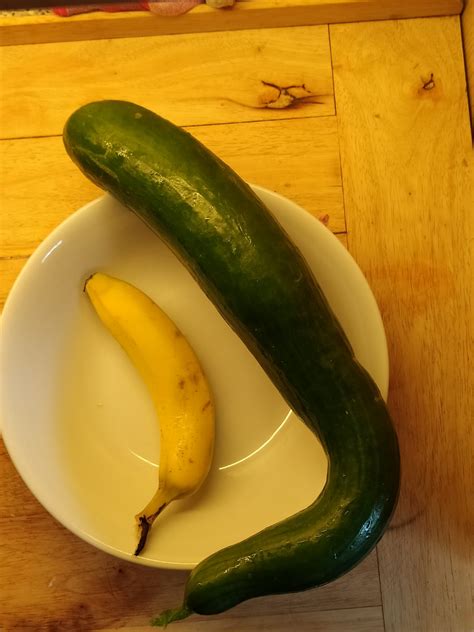 This homegrown cucumber : r/pics