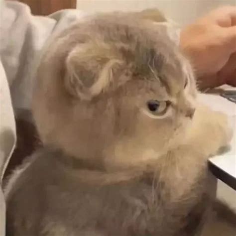 Набор стикеров для Telegram «Котята» | Funny cats, Cute animals, Funny ...