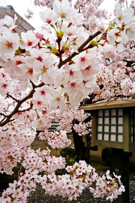 Sakura Flower Meaning and Symbolism - GRIP ELEMENTS