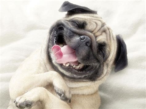 Funny Dog Wallpapers - Top Free Funny Dog Backgrounds - WallpaperAccess