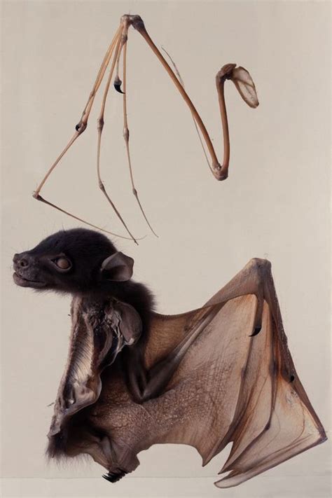 Bat wing anatomy--- moshita: Hunterian Museum II Joakim Blockstrom | Animal bones, Mammals ...