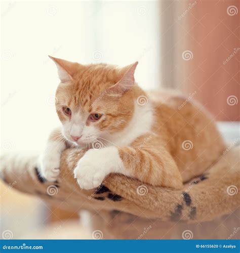 Portrait of a Red Striped Cat. Stock Photo - Image of kitty, animal