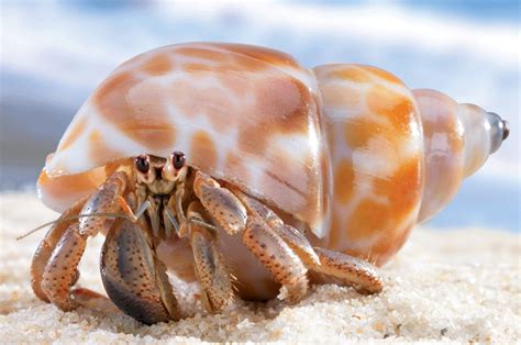 Hermit Crab - Costa Rica