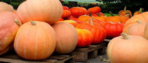 pumpkin-2725299 | NATURPÄDAGOGIK