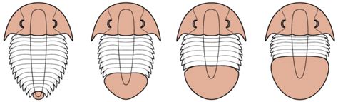 cephalon pygidium relationships
