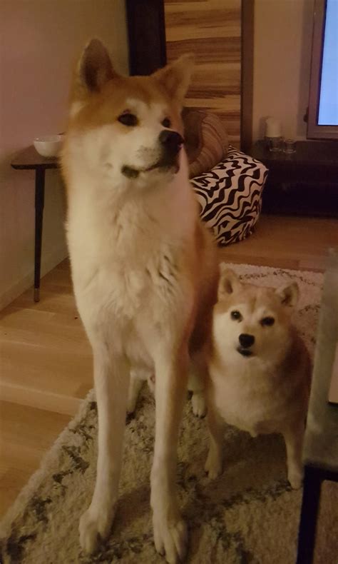 Shiba Inu Akita Dog