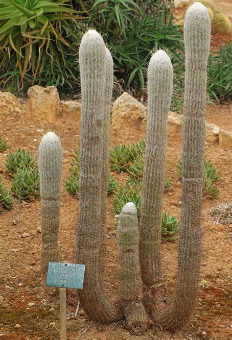 Espostoa lanata