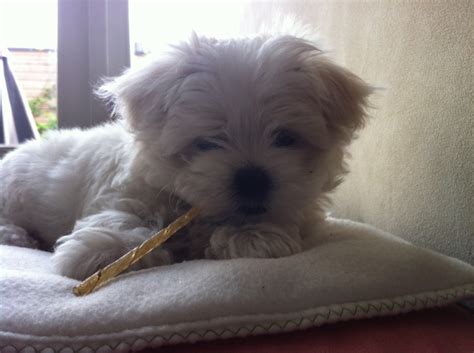 Ons lieve Maltezer pupje | Teacup puppies maltese, Puppy lover ...