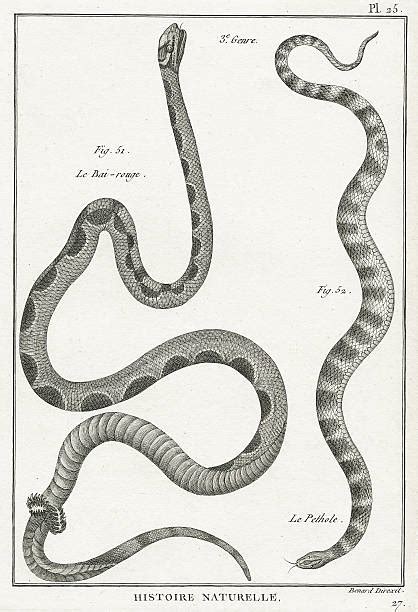 snake molting stock  pictures royalty  images istock