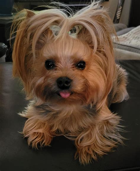 Teacup yorkie – Artofit