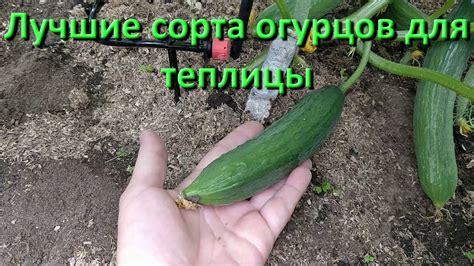 Лучшие Сорта Огурцов Для Теплицы Видео Отзыв - YouTube
