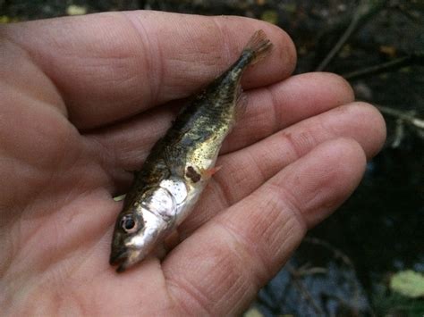 Welcome To The World Of Stickleback Fishing – Welcome To My World