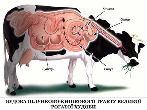 Годівля великої рогатої худоби - презентация онлайн