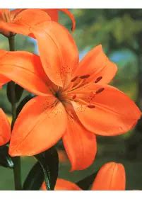 Lilia orientalna 'Accolade' (Lilium orientalis) - Bilscy.info